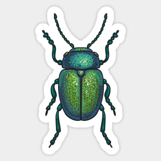 The tansy beetle Sticker
